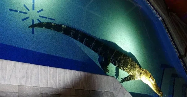 Nos Estados Unidos, família encontra crocodilo de 3 metros em sua piscina. Foto: Facebook/Charlotte County Sheriff's Office