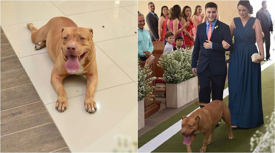 Cachorro é atração de casamento em Teresina
