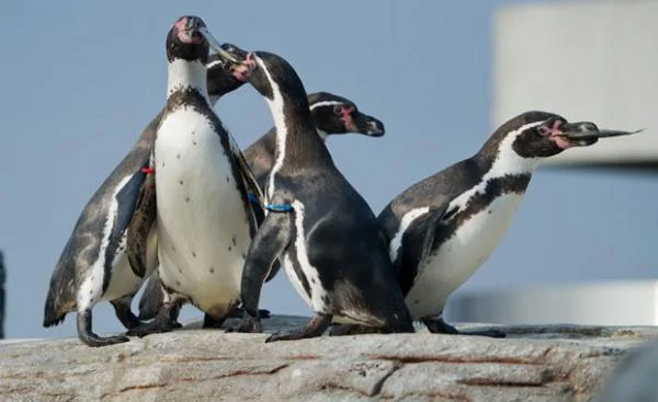 O local conta com 11 pinguins-de-humboldt, espécie nativa 
