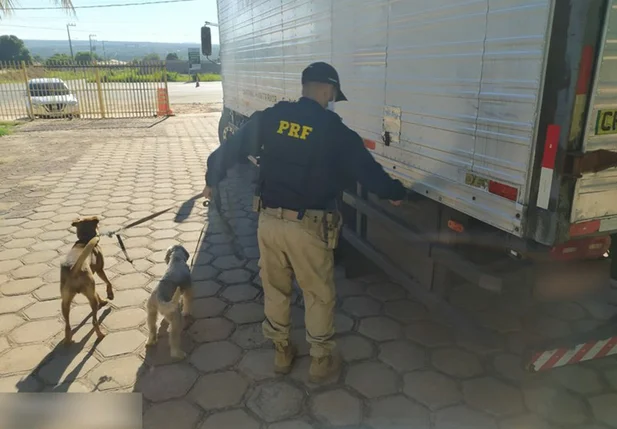 Cães resgatados pela Polícia Rodoviária Federal