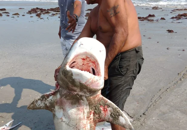 Tubarão-tigre encontrado na Praia do Coqueiro
