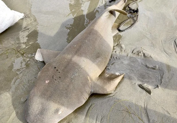 Tubarão-lixa capturado por pescadores, neste domingo (26), na Praia do Coqueiro