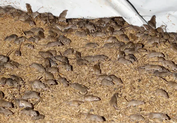 Infestação de ratos em celeiro de grãos em fazenda de Nova Gales do Sul, na Austrália.