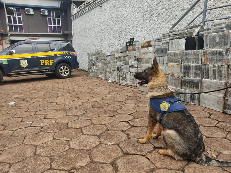 A droga foi detectada por dois cães da PRF