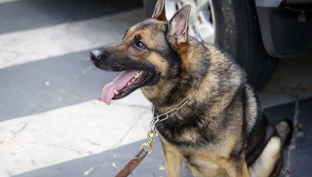 Cão da Polícia ajudou a identificar ilícitos