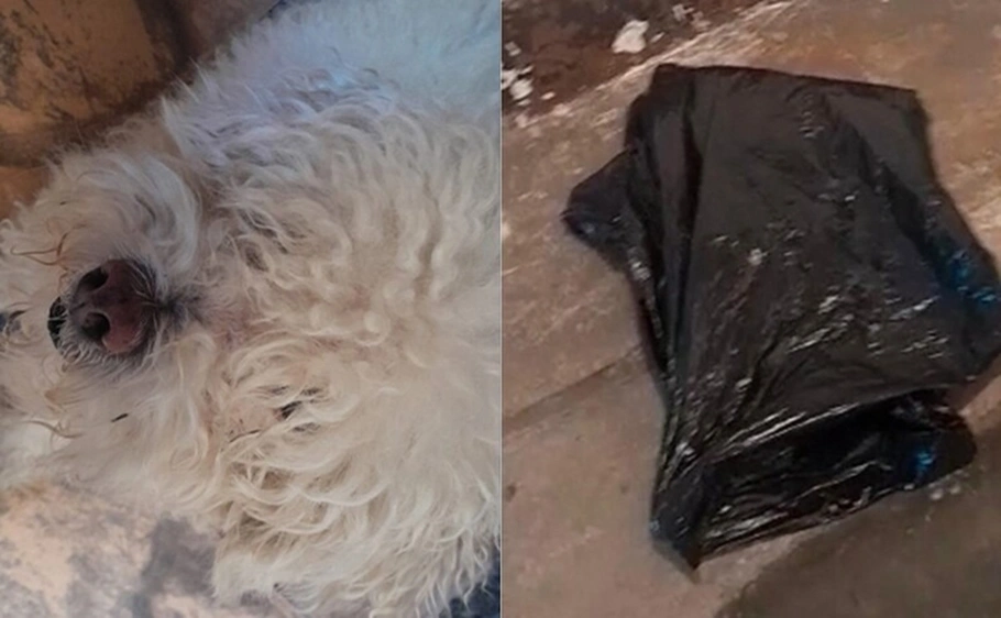 Cachorro devolvido em saco de lixo por petshop em Volta Redonda