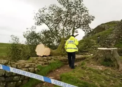 Árvore derrubada no Reino Unido