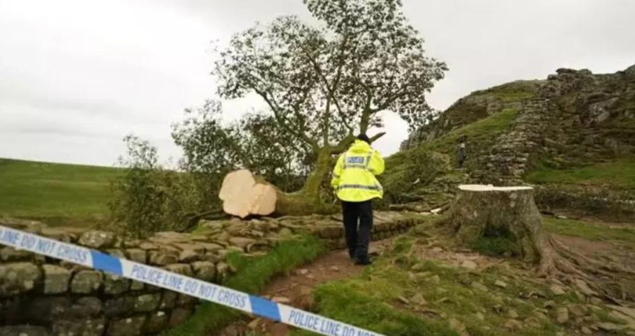 Árvore derrubada no Reino Unido