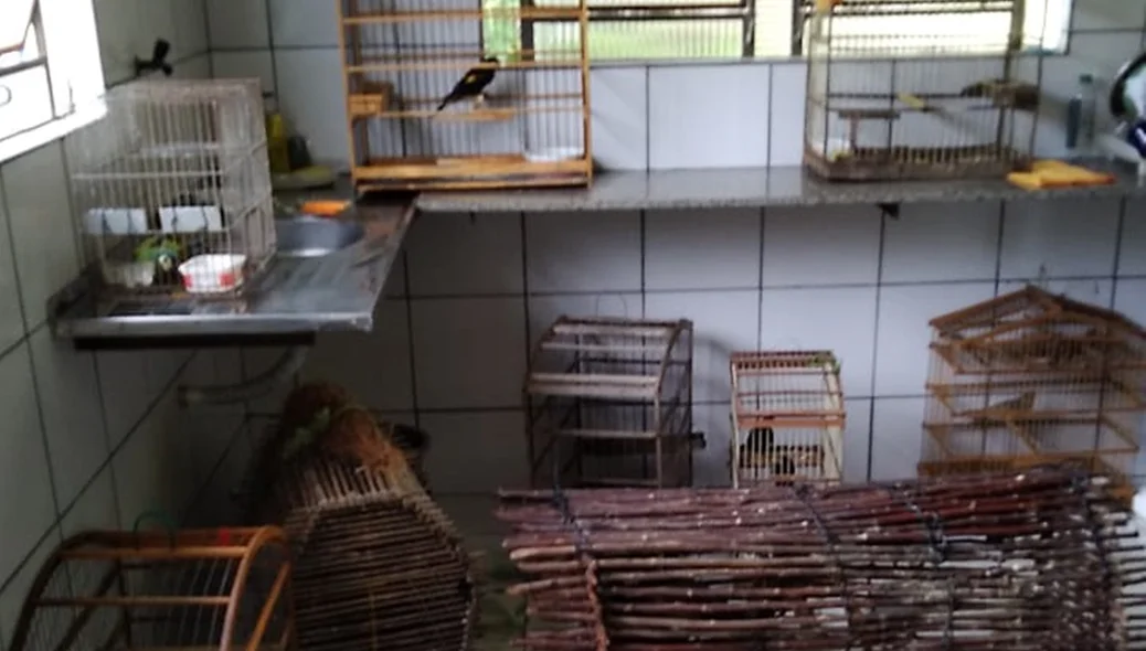 Animais silvestres eram mantidos em cárcere