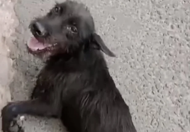 Cãozinho atropelado foi resgatado pela Apipa