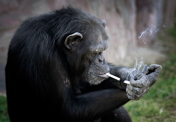 Chimpanzé Azalea
