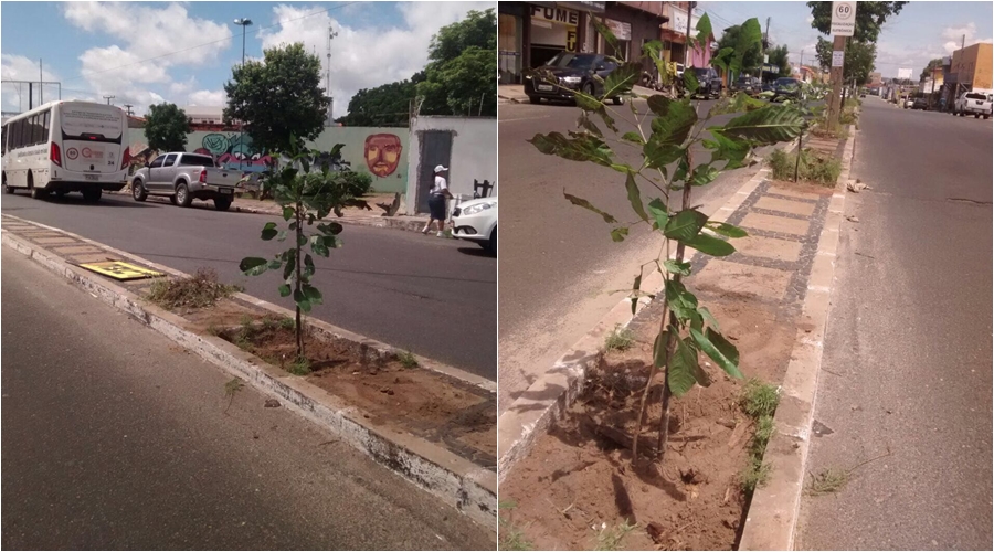 Avenidas Joaquim Ribeiro e Higino Cunha ganham 40 novas árvores