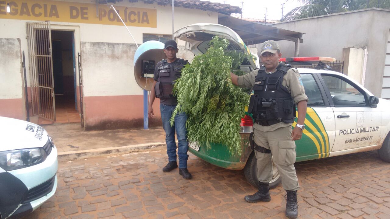 Polícia Militar apreendeu pés de maconha em São Braz do Piauí