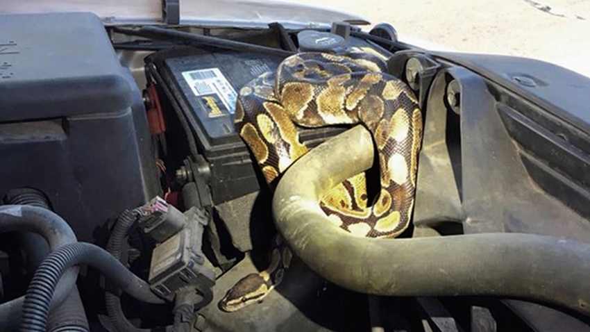 Cobra é encontrada dentro de motor de carro nos EUA