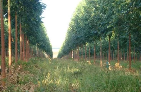 Plantação de eucalipto