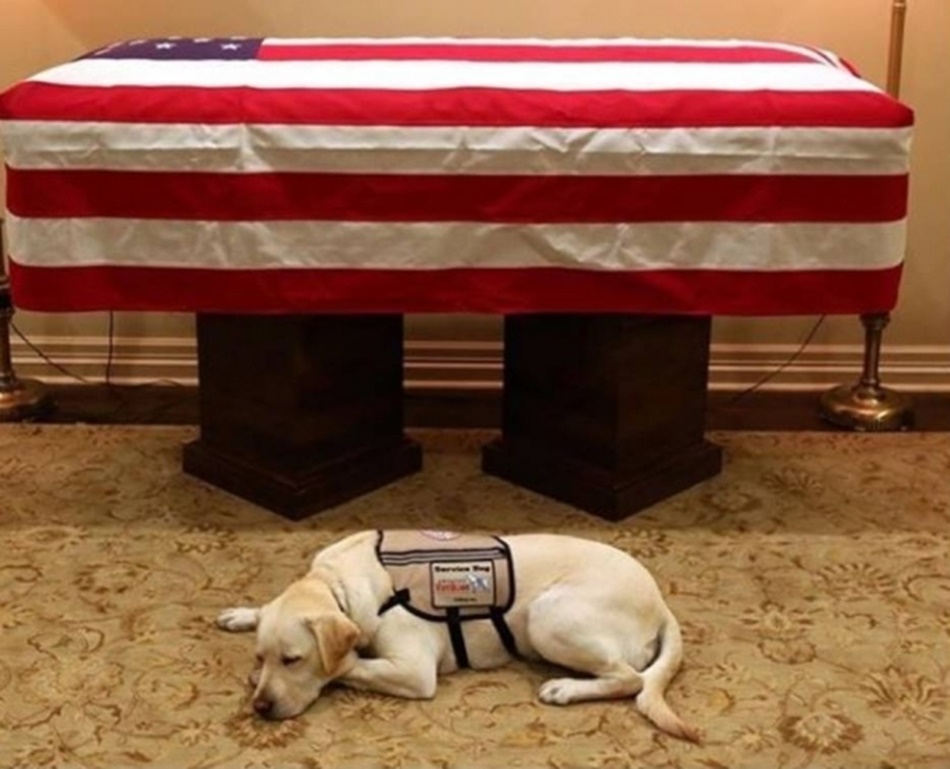 Sully, cãozinho do ex-presidente dos EUA, George H.W. Bush