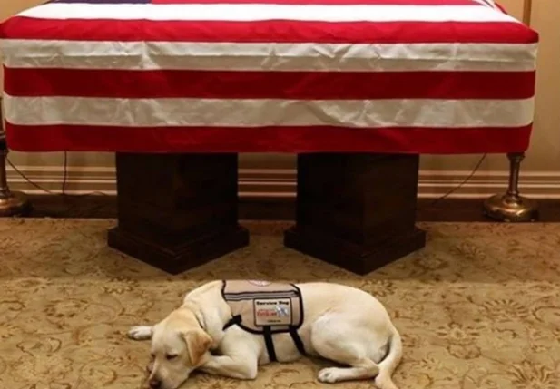 Sully, cãozinho do ex-presidente dos EUA, George H.W. Bush