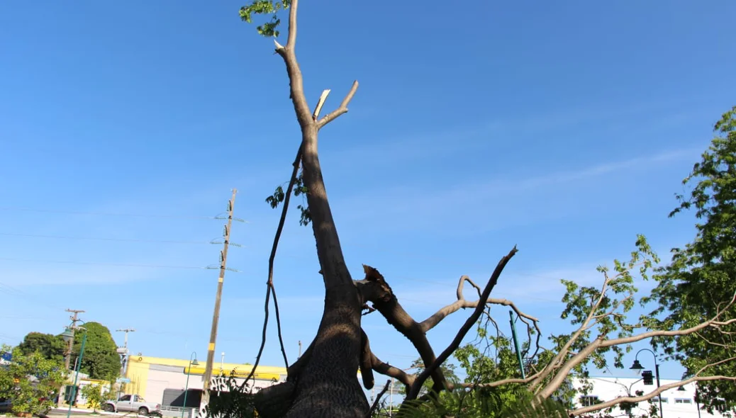 A queda da árvore causou transtornos para motoristas e motociclistas que passavam pela região