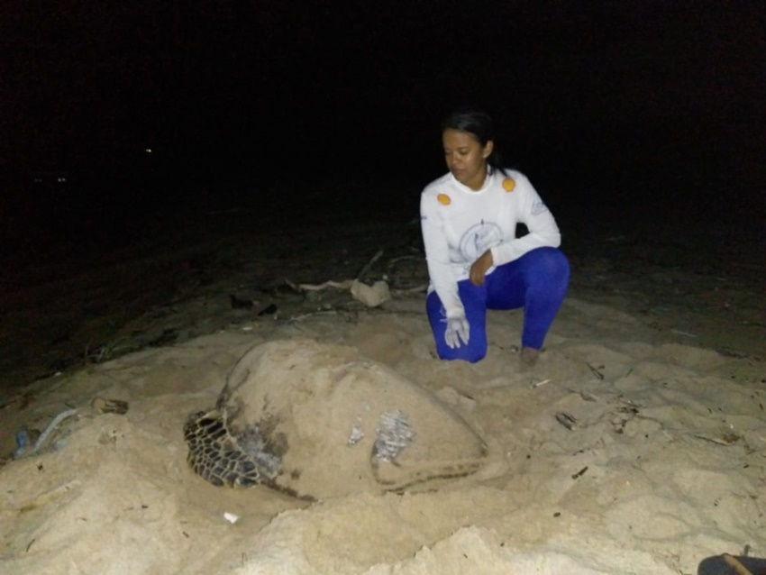 A tartaruga não conseguiu retornar para o mar sozinha e contou com a ajuda da ONG Tartarugas do Delta