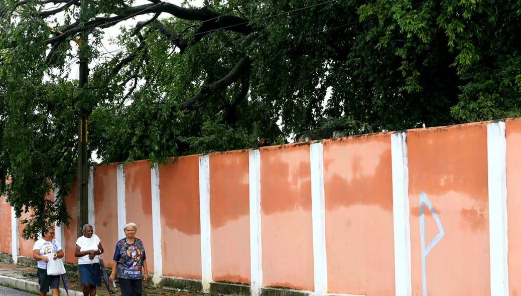 Árvore caída na Alameda Parnaíba causa transtorno aos moradores 