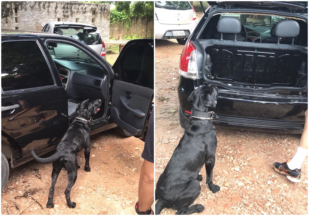 Cachorro farejador realiza procedimento de busca no veículo