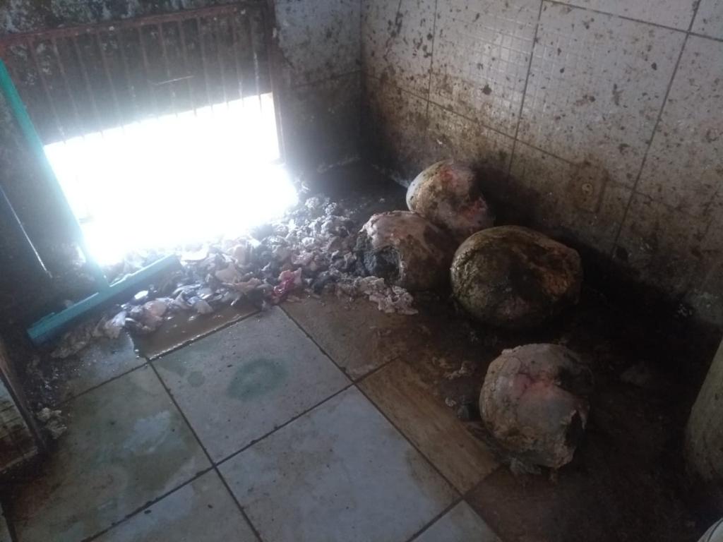 Vísceras de animais espalhadas no Matadouro de Novo Oriente do Piauí