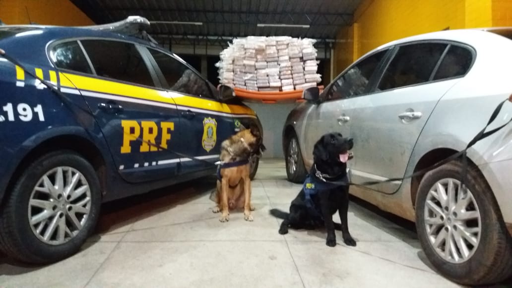 Cães farejadores encontraram drogas em veículos