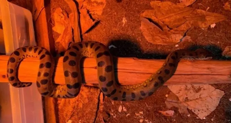 Cobra fêmea engravidou de si mesma