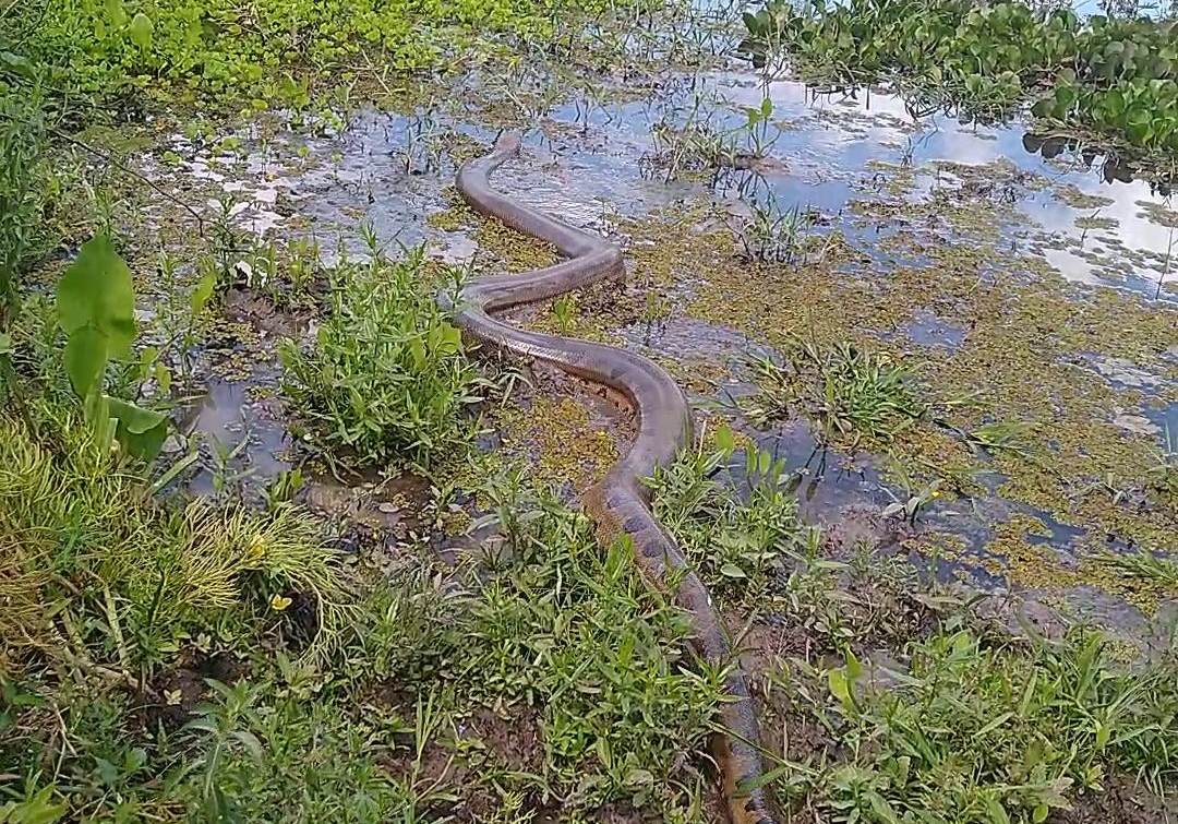 Cobra resgatada em Água Branca