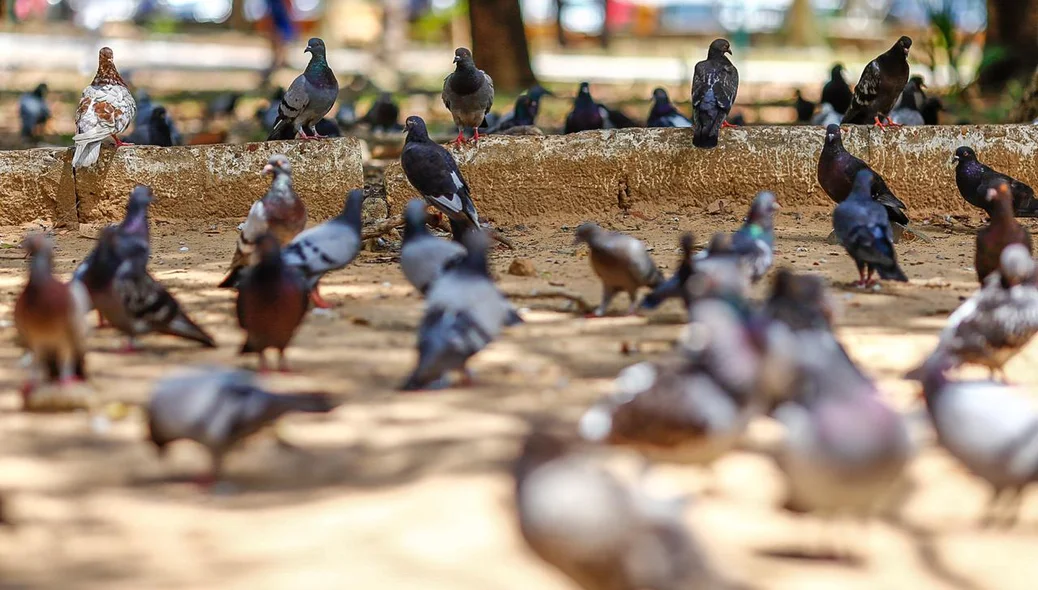 Praça da Bandeira está tomada de pombos