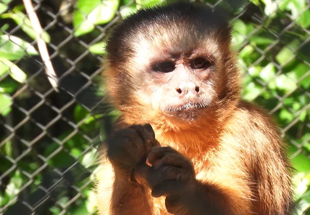 Saiba como está o macaco que viralizou em vídeo amolando faca no Piauí